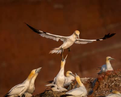 Helgoland (kopia) — 9