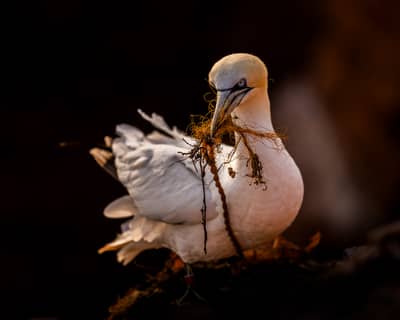 Helgoland (kopia) — 47