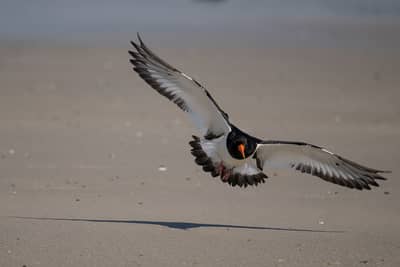 Helgoland (kopia) — 44