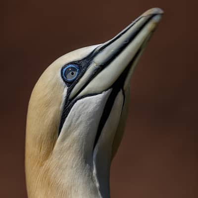 Helgoland (kopia) — 48