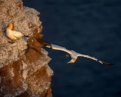 Helgoland (kopia) — 49