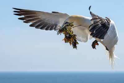 Helgoland (kopia) — 46