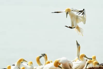 Helgoland (kopia) — 15