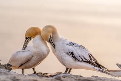 Helgoland (kopia) — 51