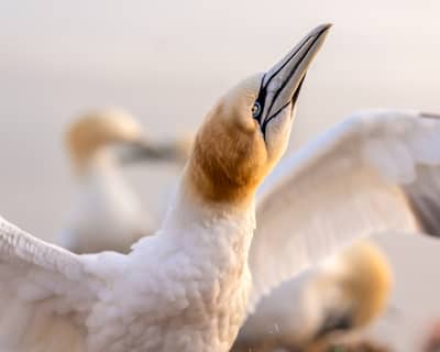 Helgoland (kopia) — 16