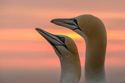 Helgoland (kopia) — 23