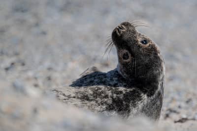 Helgoland (kopia) — 24