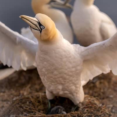 Helgoland (kopia) — 5