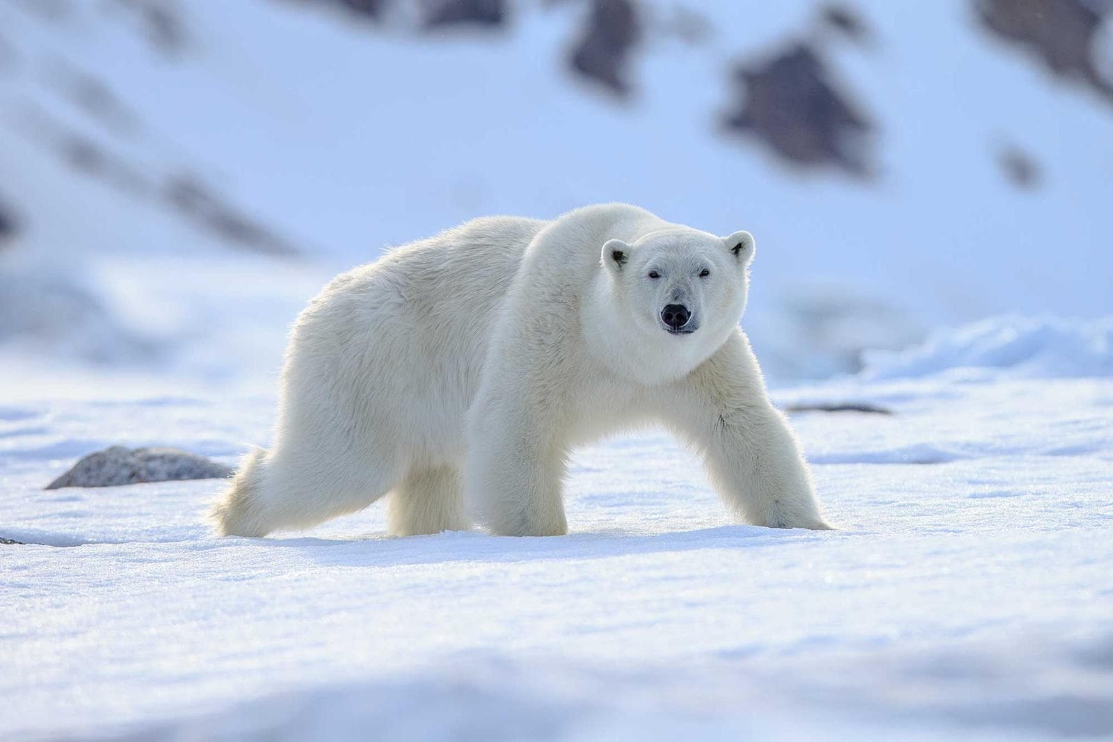 Svalbard — Polar Bears and Arctic Wildlife