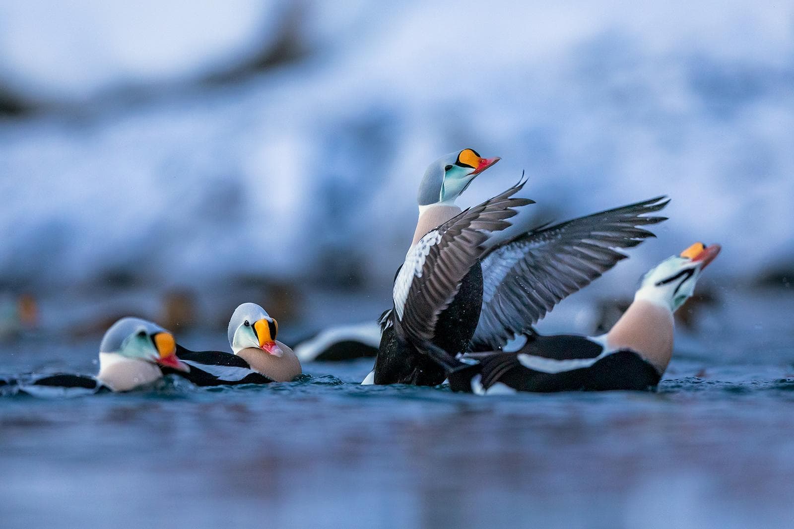 Varanger — Arctic Birdlife at Northern Europe's Edge
