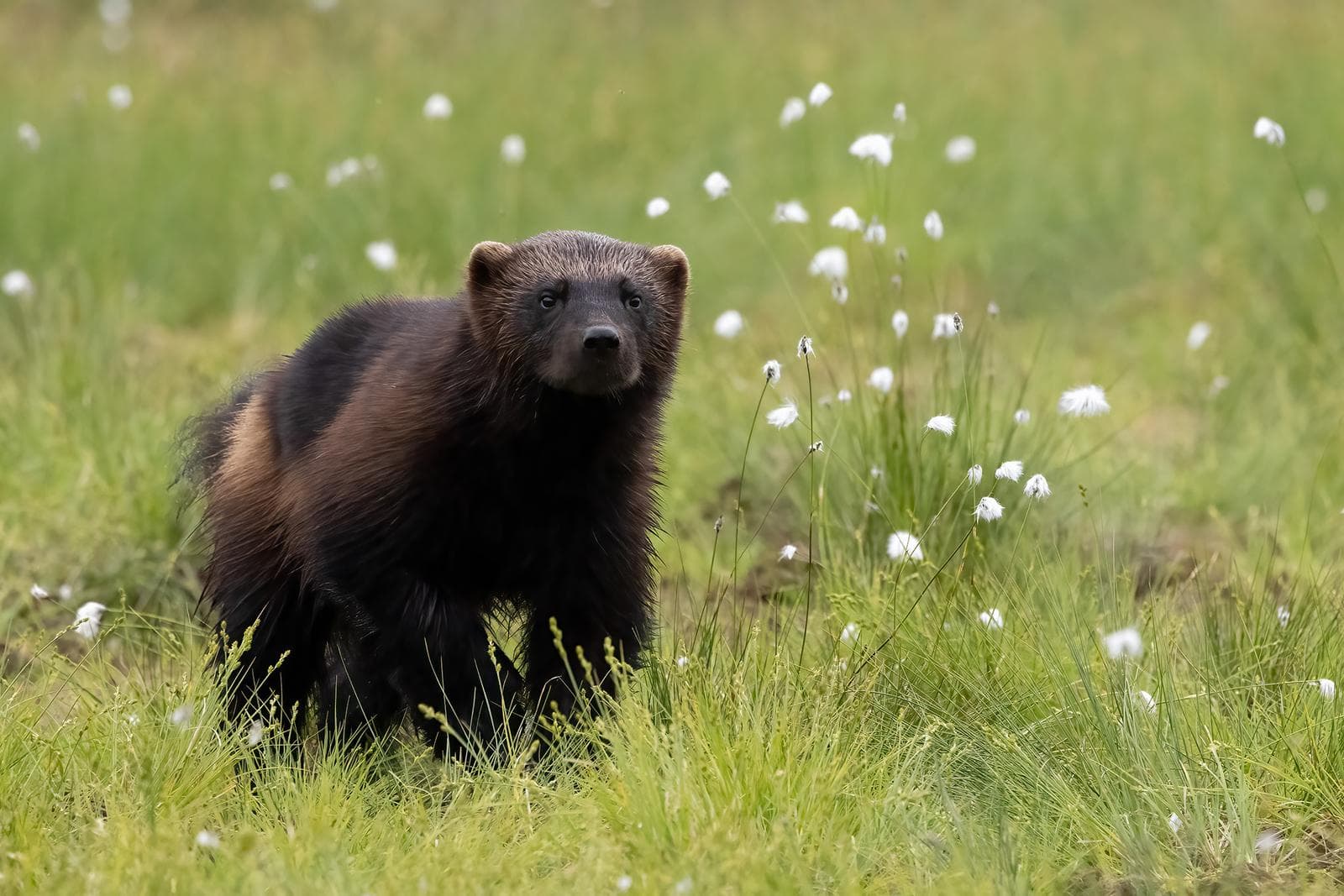 Osos y lobos en las clásicas tierras finlandesas — 6