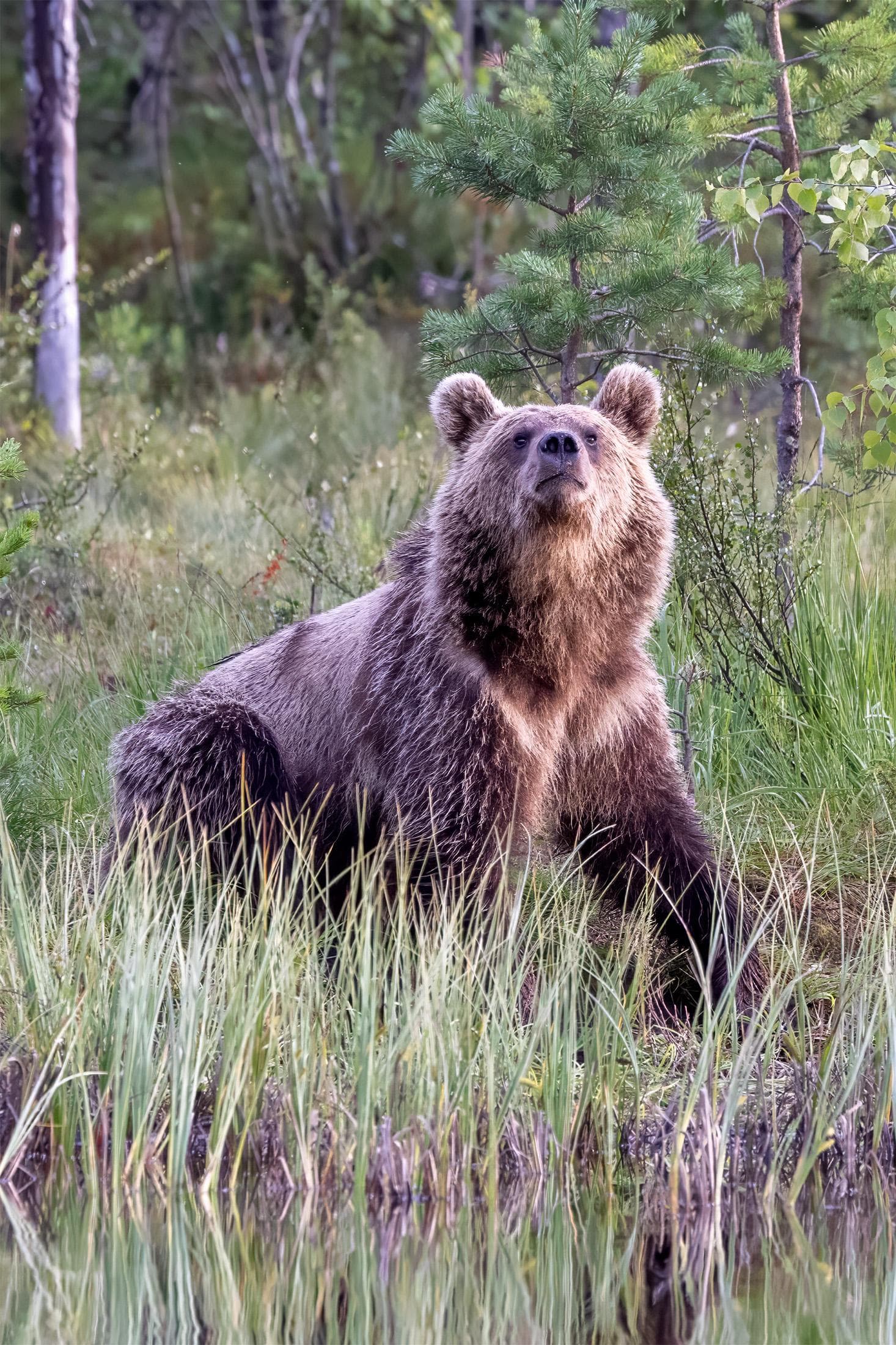 Osos y lobos en las clásicas tierras finlandesas — 15