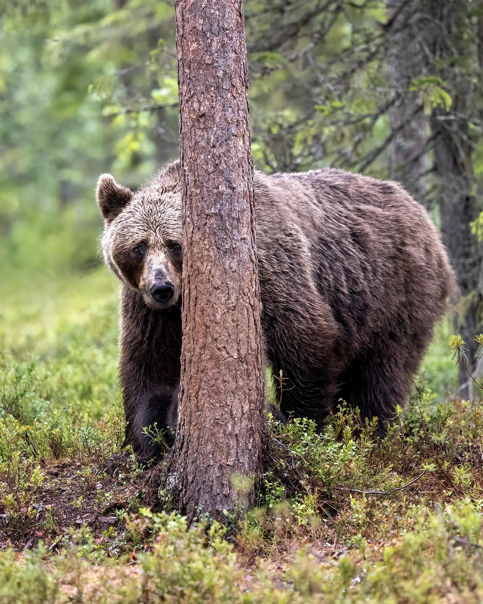 Osos y lobos en las clásicas tierras finlandesas — 14