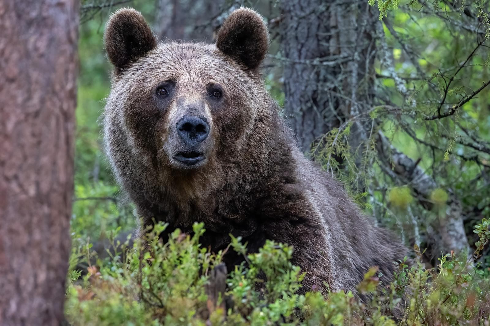 Osos y lobos en las clásicas tierras finlandesas — 12