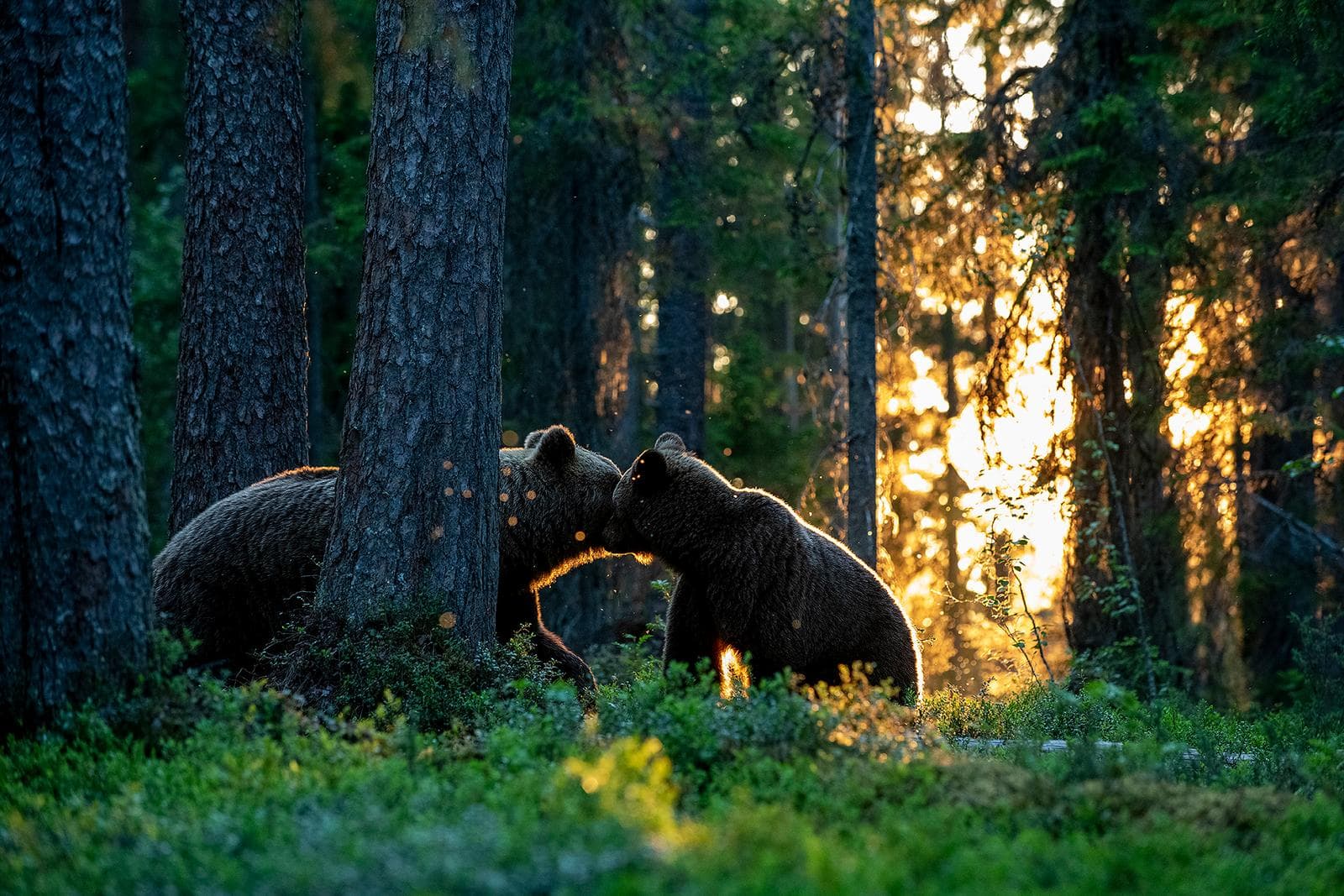 Bears and wolves in classic Finnish lands — 16