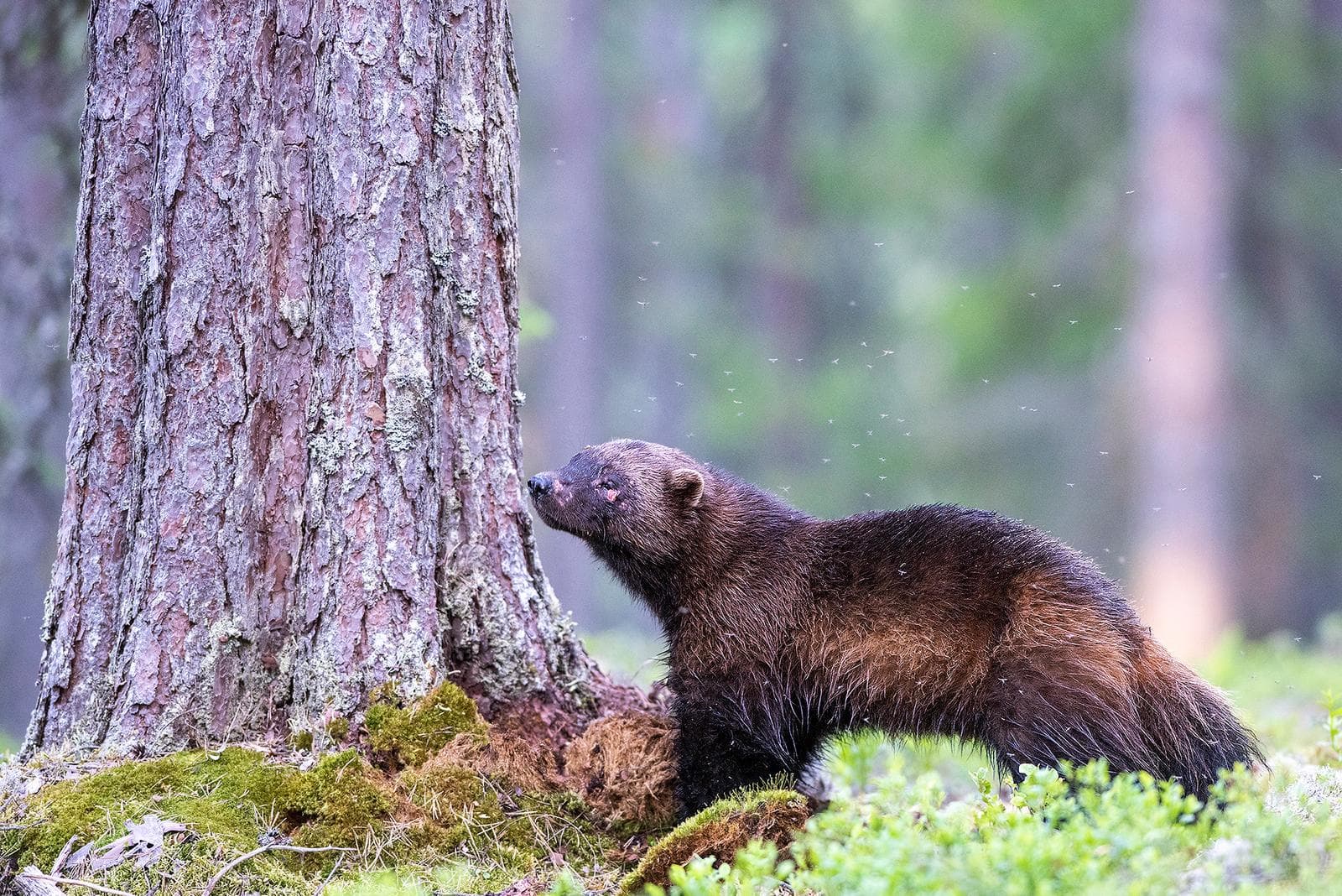 Bears and wolves in classic Finnish lands — 17