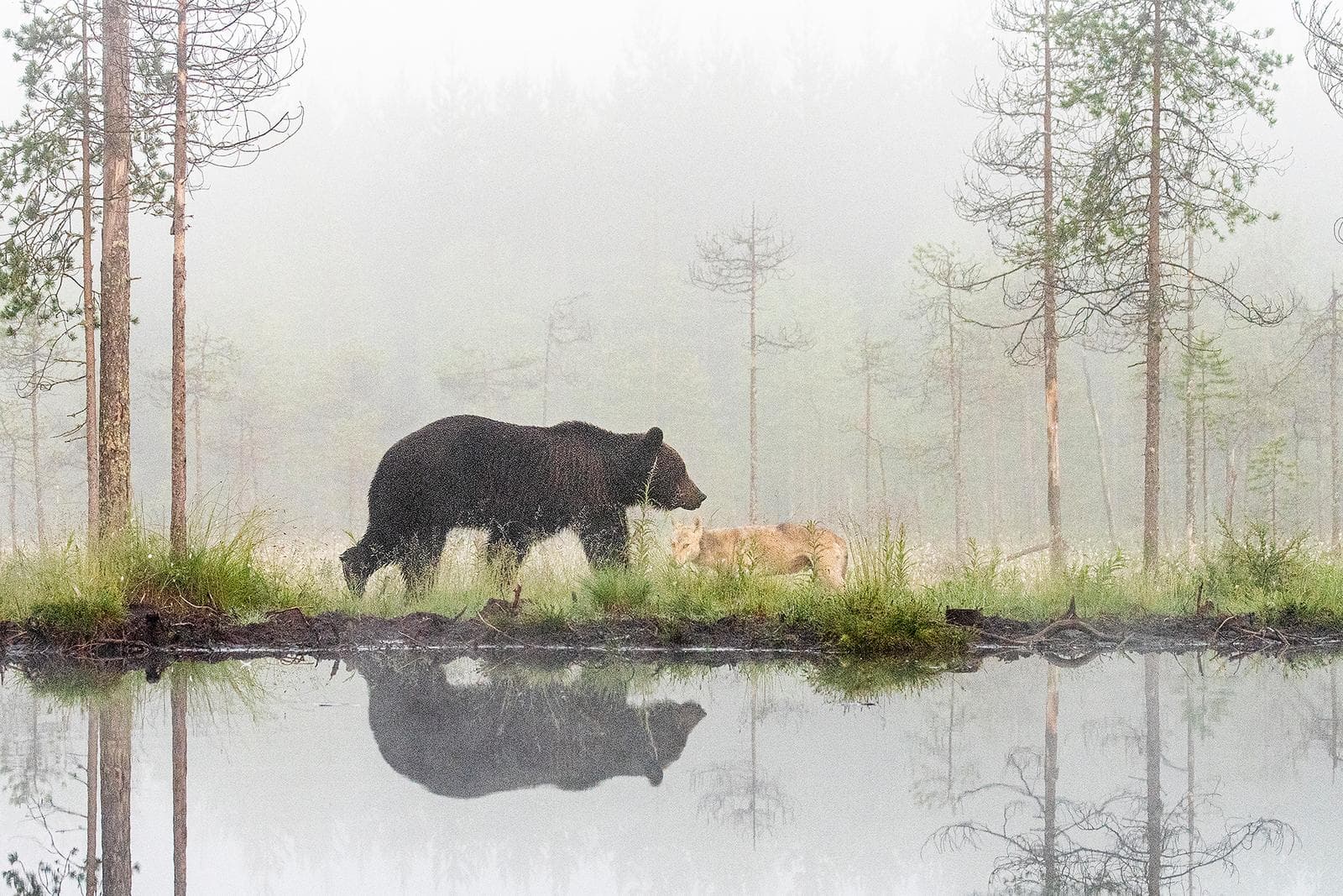 Bears and wolves in classic Finnish lands — 18