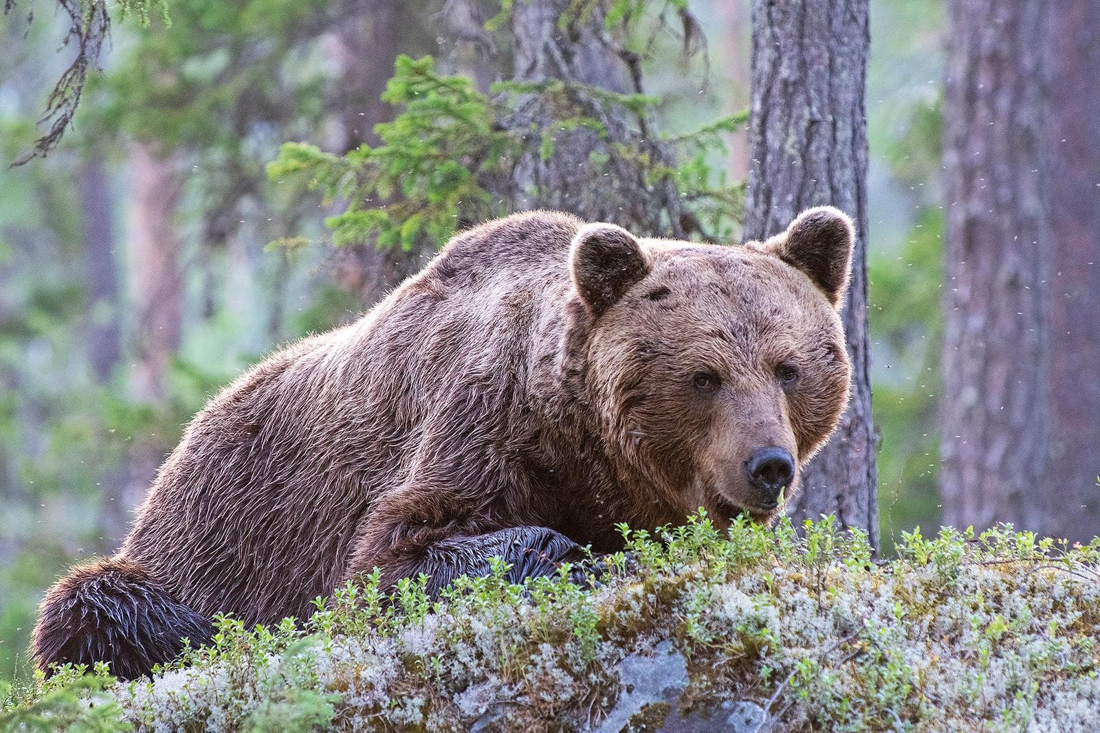 Osos y lobos en las clásicas tierras finlandesas — 20