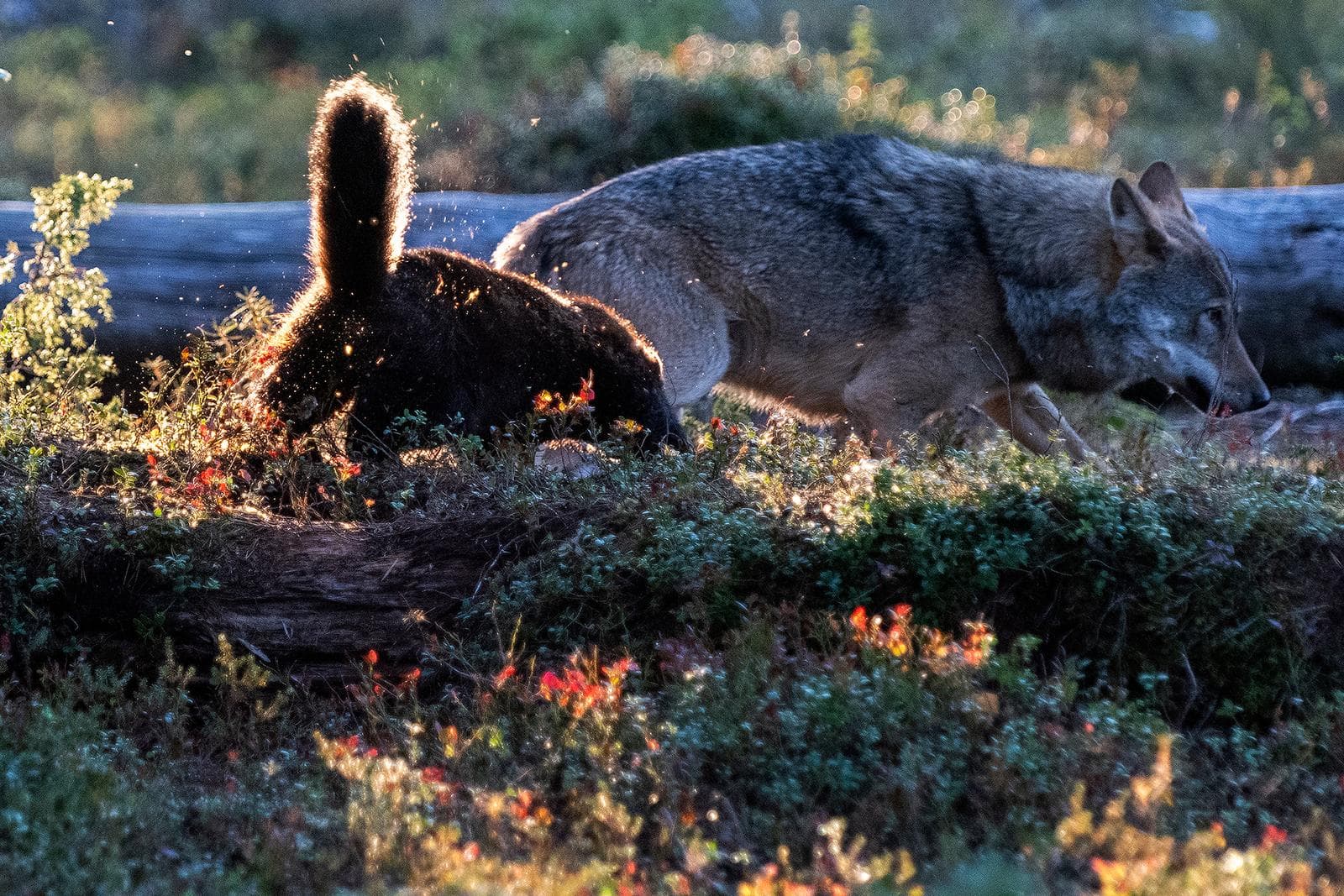 Osos y lobos en las clásicas tierras finlandesas — 22