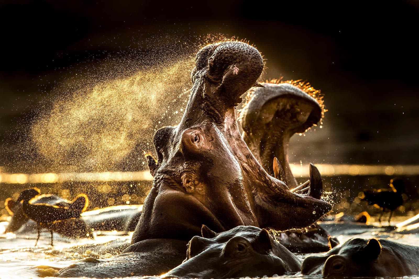 Mana Pools – Ein einzigartiges Fotoreiseziel für Naturfotografen