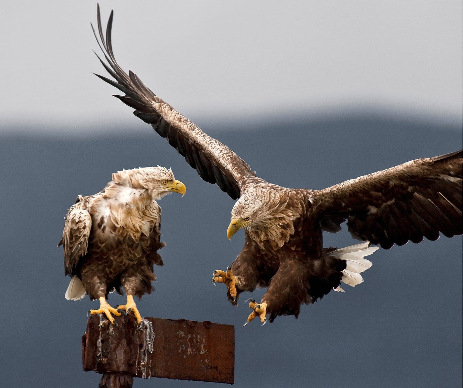 The Realm of Eagles (kopia) — 2