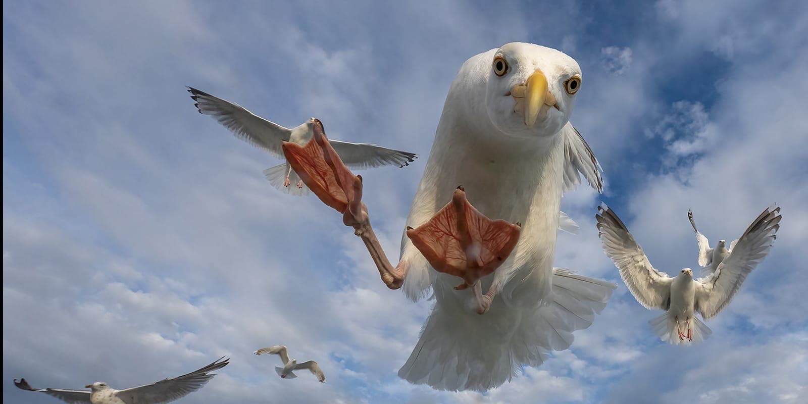 The Realm of Eagles (kopia) — 6