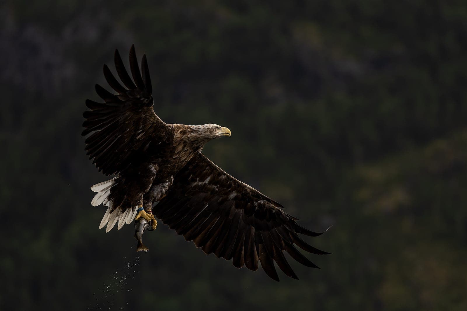 The Realm of Eagles (kopia) — 14