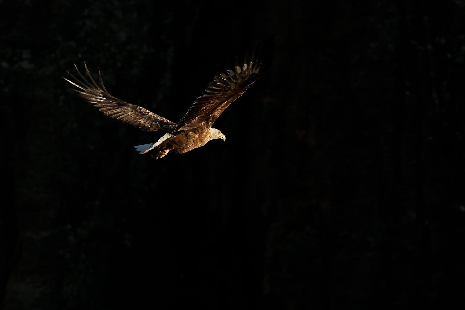 Norway — Sea Eagles, Moose, and Arctic Light