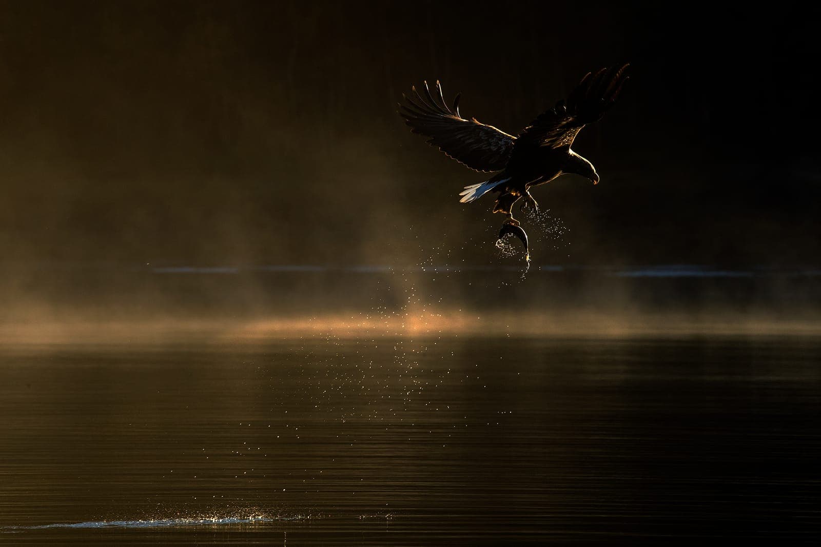 The Realm of Eagles (kopia) — 10