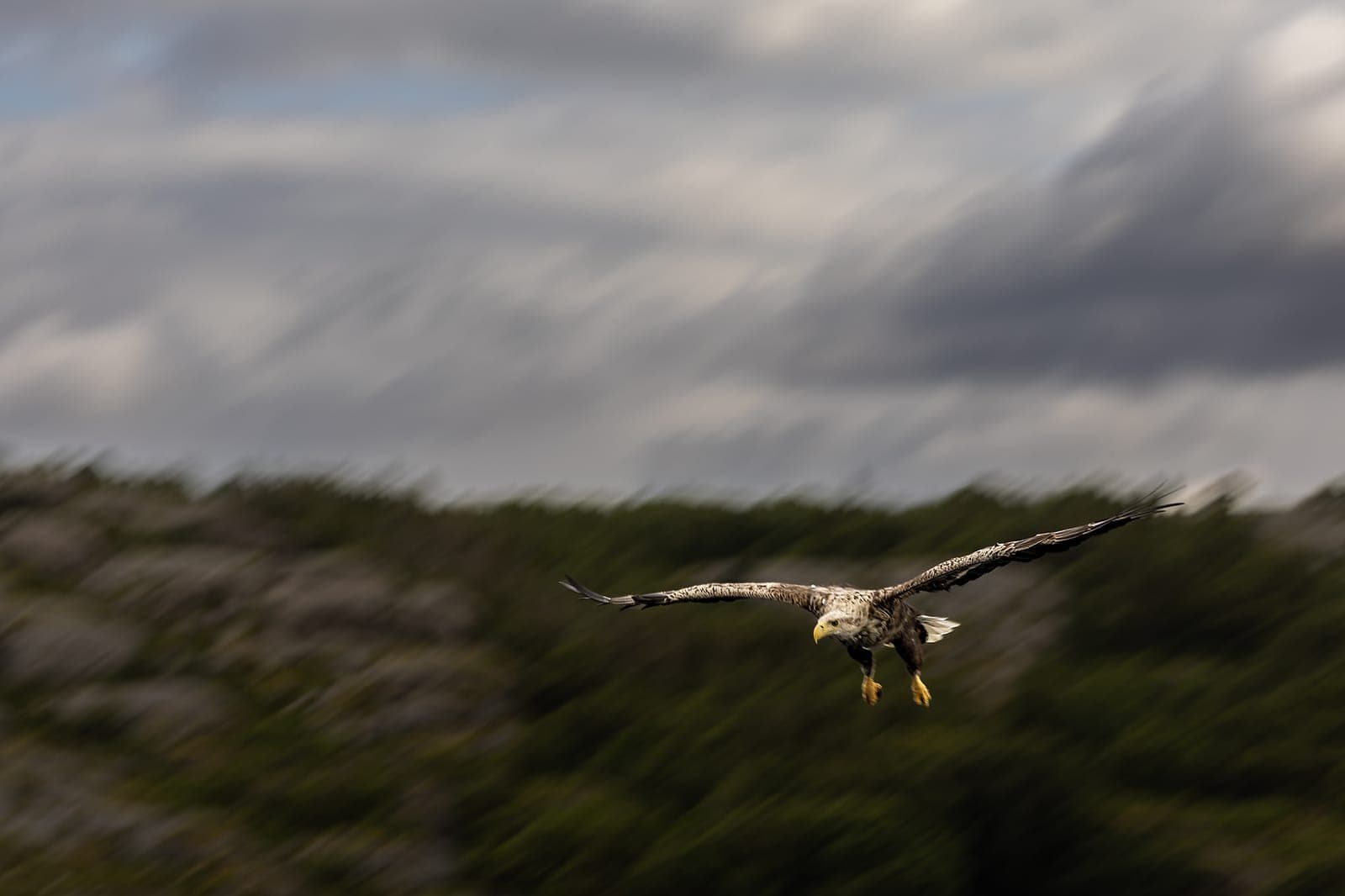 The Realm of Eagles (kopia) — 11