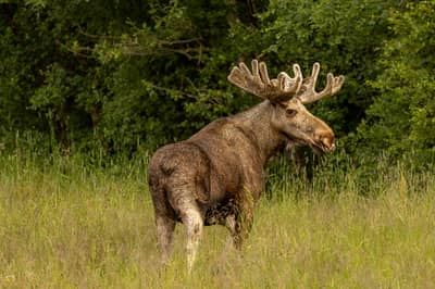 Das Reich der Adler — 17