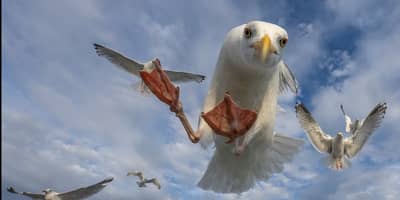 Das Reich der Adler — 21