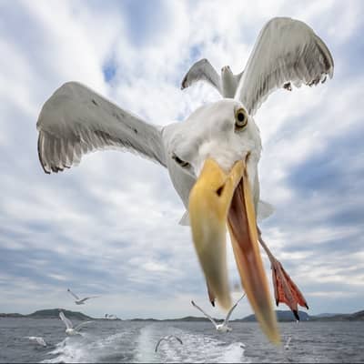 Das Reich der Adler — 9