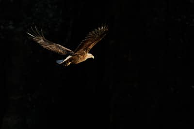 Das Reich der Adler — 26