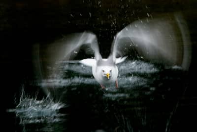 Das Reich der Adler — 10