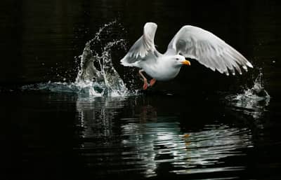 Das Reich der Adler — 18