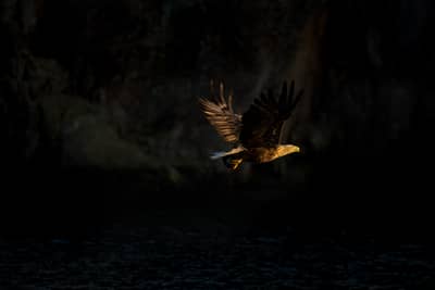 Das Reich der Adler — 13