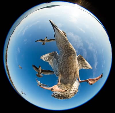 Das Reich der Adler — 25