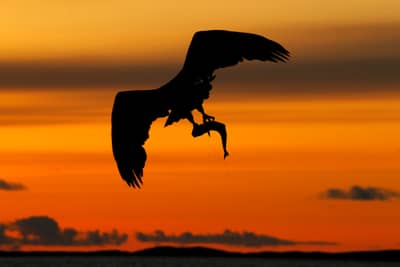 Das Reich der Adler — 5