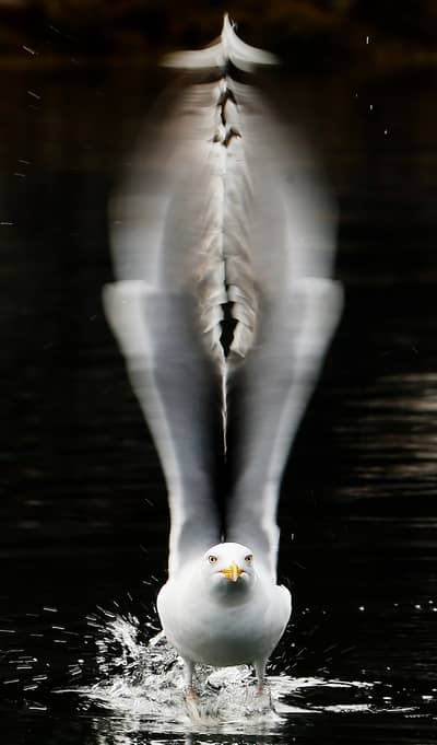 Das Reich der Adler — 11