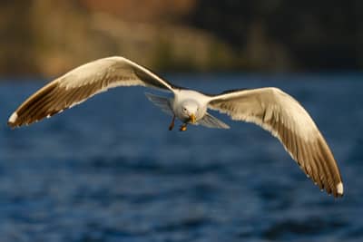 Das Reich der Adler — 23