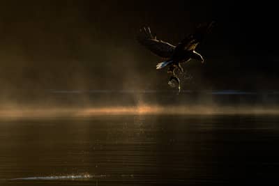 Das Reich der Adler — 8