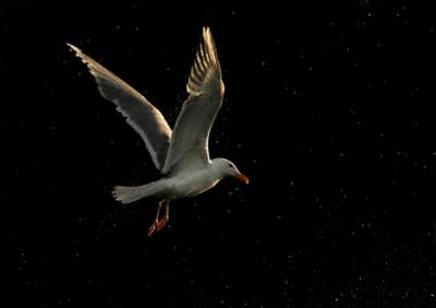 Das Reich der Adler — 14