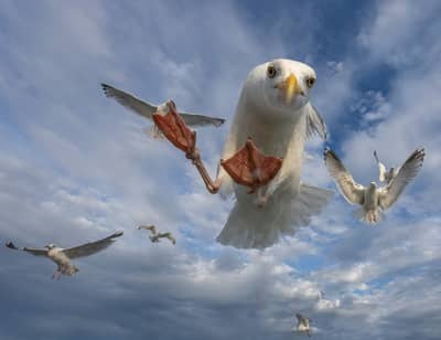 Das Reich der Adler — 12