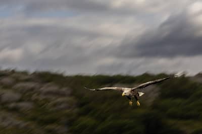 Das Reich der Adler — 16