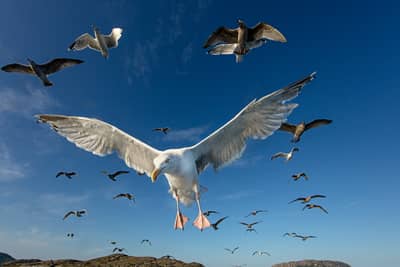 Das Reich der Adler — 27