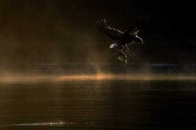 El Reino de las Águilas - Colores de Otoño