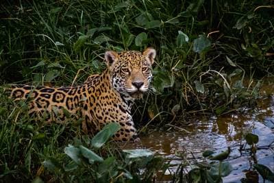 Jaguars in de Pantanal