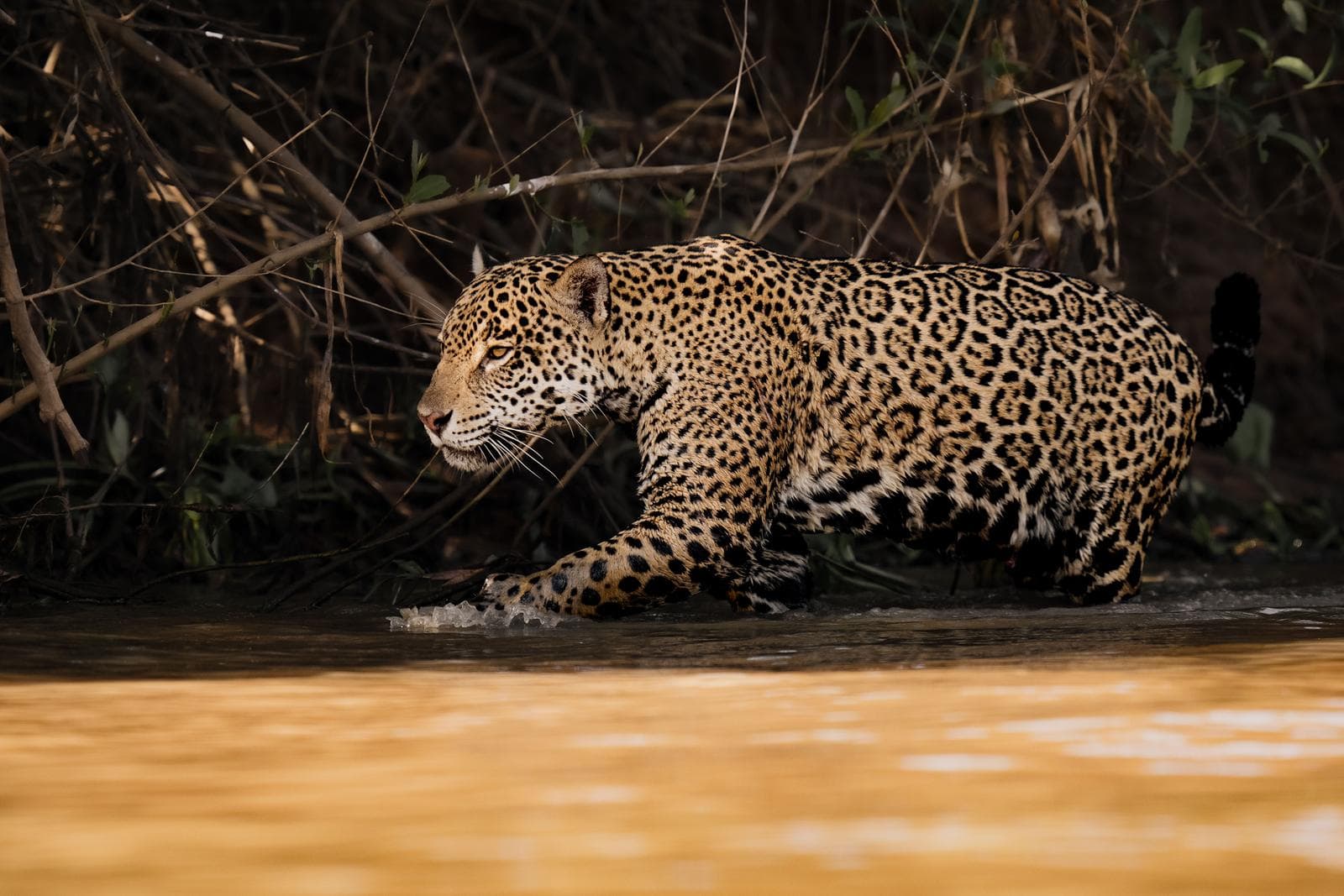 Jaguars in de Pantanal