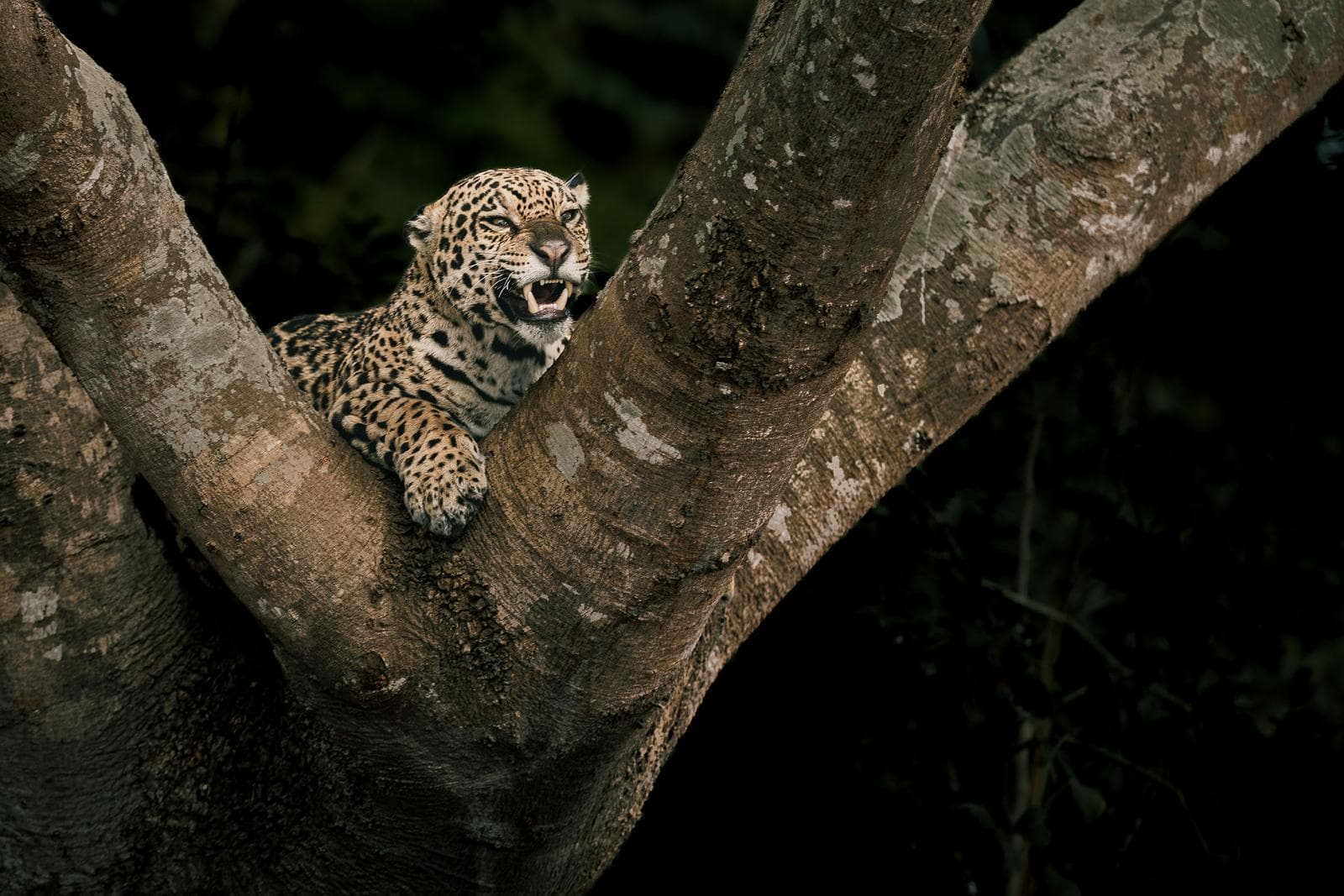 Jaguars in de Pantanal